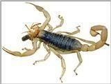 scorpionii unde america nord sud, africa, asia australia. plac zonele desertice, foarte calde